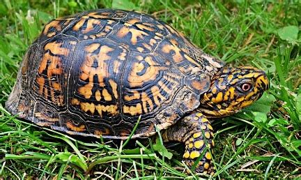 15 best pet birds for beginners. A List of Small Pet Turtles That Stay Small - The Turtle Hub
