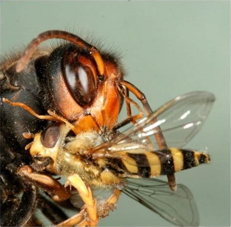 First Asian Hornet Of 2020 Captured On British Isles As Hunters Track Down Queen Daily Star