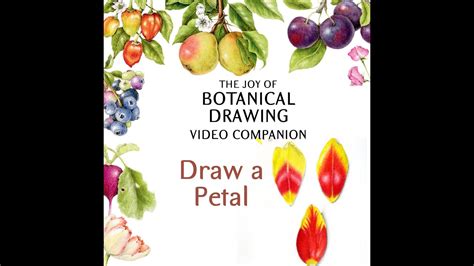 The Joy Of Botanical Drawing Draw A Petal With Wendy Hollender Youtube