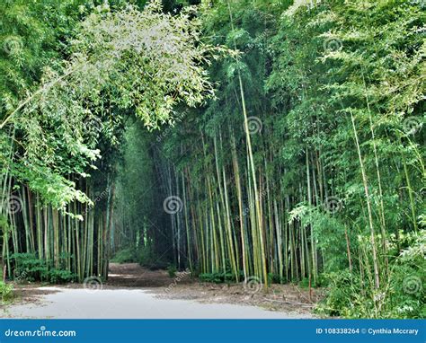 Oconaluftee Islands Park Bamboo Trail Stock Photo - Image of banks