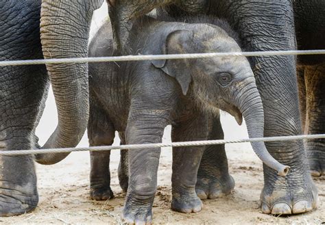 Newborn Elephant Brings Houston Zoos Herd To 10 Helps Save Elephants