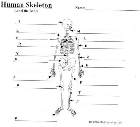 Skeleton Diagram Blank