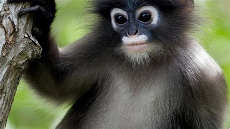 Kucing hutan merupakan jenis spesies kucing liar dengan nama latin prionailurus planiceps. Spesies Jenis Monyet Di Malaysia