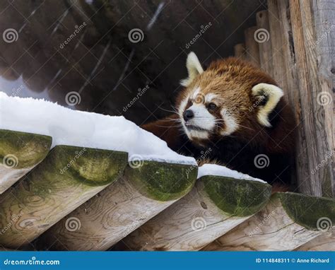 Beautiful Cuddly Adult Red Panda Stock Image Image Of Cute Ruddy