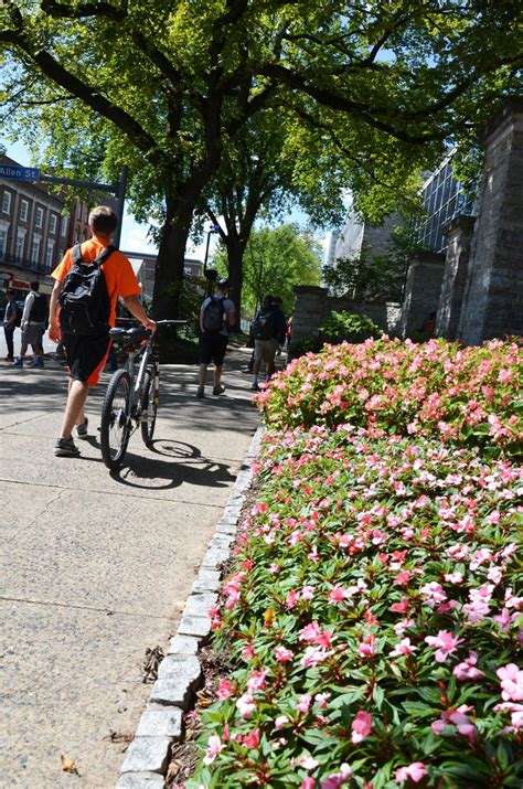 91415 The Begonias Along College Avenue Brighten The Scene For The