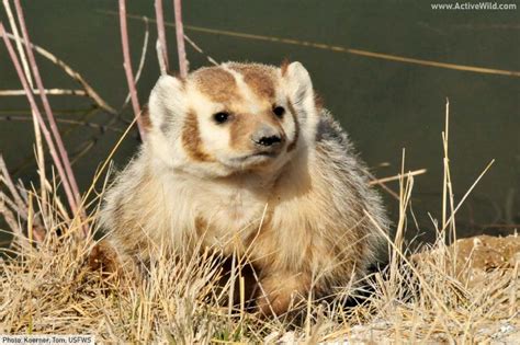 American Badger Facts Pictures And In Depth Information