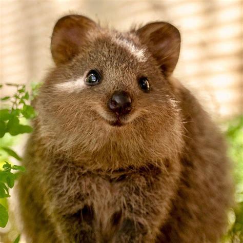 The quokka, once described by a dutch explorer as a kind of rat, is the world's happiest animal. Quokka- Australia's most dangerous wildlife. : aww