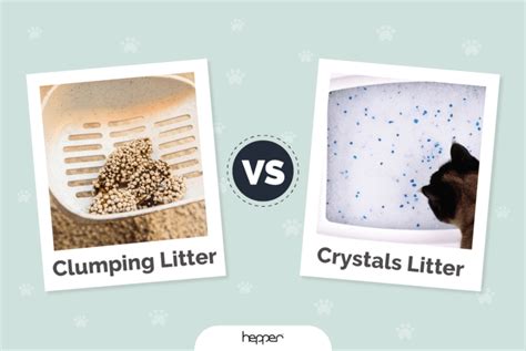 Clumping Litter Vs Crystals Which One Is Better For My Cat Vet