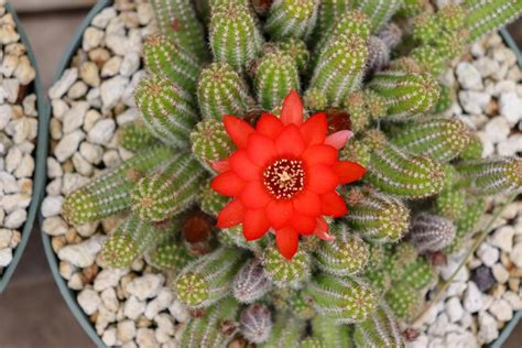 Peanut cactus (chamaecereus) planting and characteristics. Photo of Peanut Cactus | Flowering succulents, Succulents ...