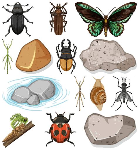 Diferentes Tipos De Insectos Con Elementos De La Naturaleza Elemento