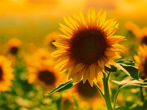 A Guide to Growing Sunflower Plants
