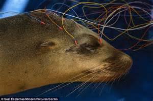 Sea Lions Are Losing Their Memory Because Of Algae Daily Mail Online