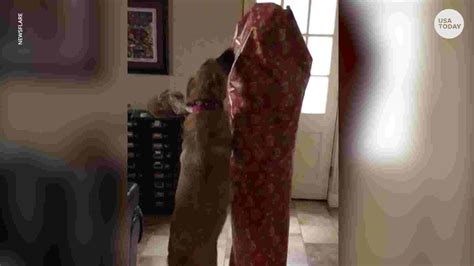 Dogs Reaction To Human Surprising Her Is Too Cute