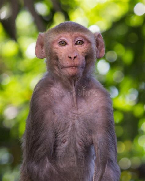 Portrait Of The Rhesus Macaque Monkey Looking At The Camera So Funny