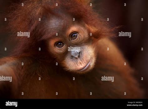 Sumatran Orangutan Pongo Abelii Female Baby Sandri Aged 1 2 Years