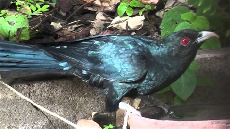 Clear Video Of Koyal Cuckoo The Koel India Youtube