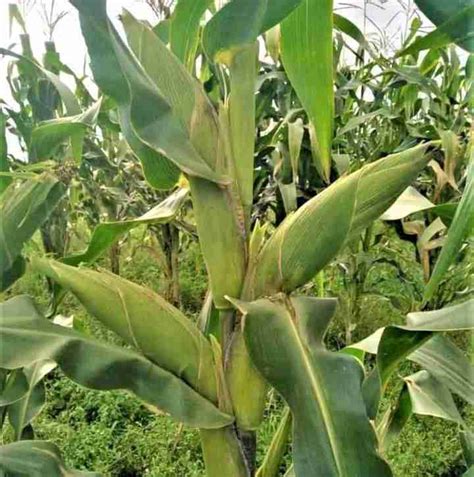 Maize Yield Per Acre Amazing Tips On How To Boost Your Yields