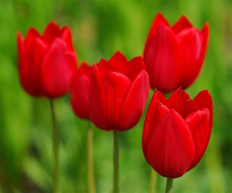 Cuál Es El Significado Del Tulipán Rojo 5 Pasos