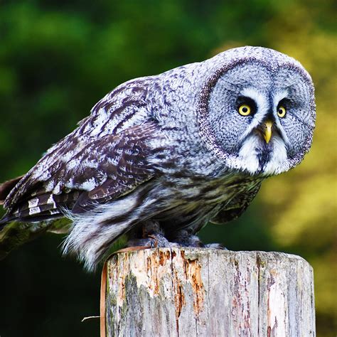Great Grey Owl Animal Corner