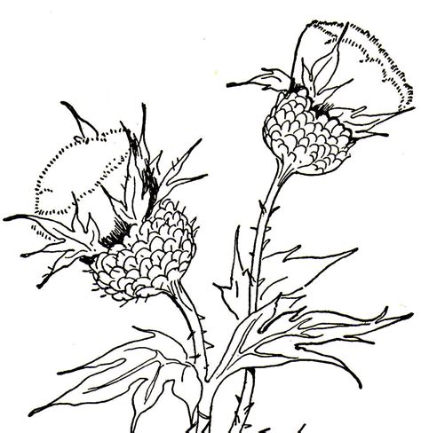 Thistle Drawing At Getdrawings Free Download