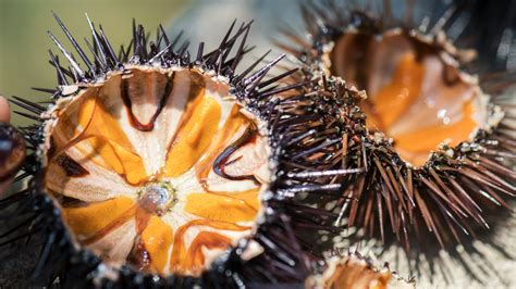 This Is The Best Way To Eat Sea Urchin