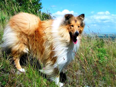 Cani taglia grande pelo lungo. sfondo bello Cani, Collie Australiano, Australian Shepherd ...