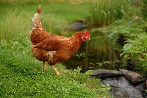 All About Golden Comet Chickens All About Chicken Breeds Shotgnod