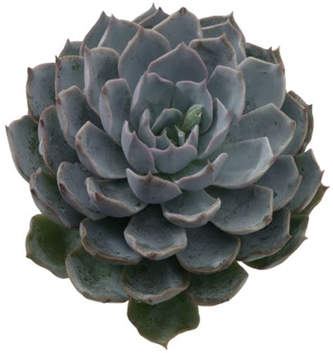 Maybe you would like to learn more about one of these? Flowering Succulent Plant Identification | eHow