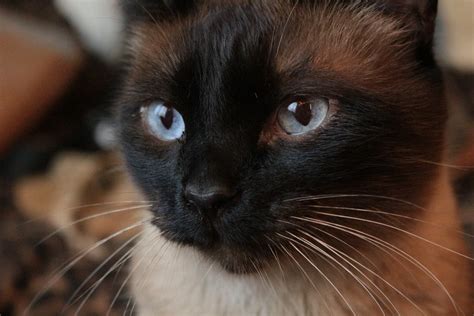 Siamese Cat Pictures Download Free Images On Unsplash