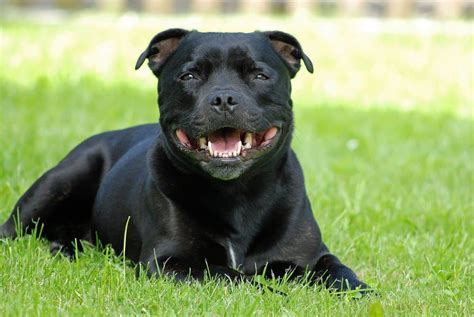 Staffordshire Bull Terrier Dog Breed Characteristics And Care