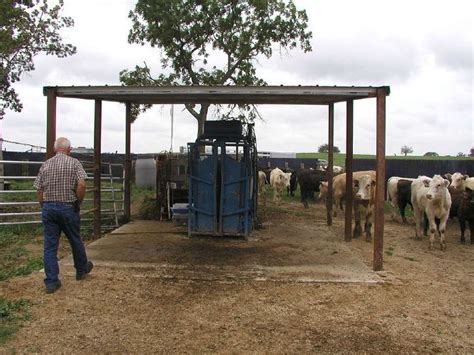 Tips For Creating Beef Cattle Handling Facilities Beef Cattle Cattle
