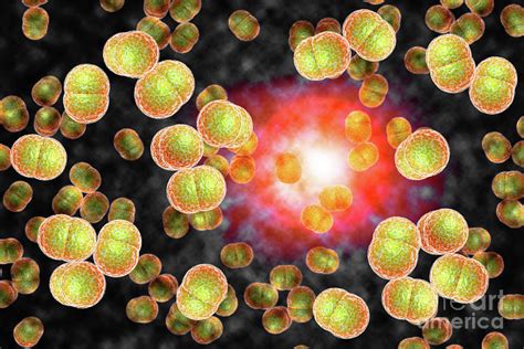 Meningitis Bacteria Infection Photograph By Ezume Images