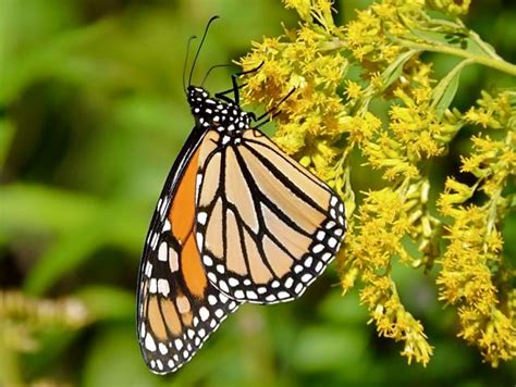 Monarch On Goldenrod Birds And Blooms