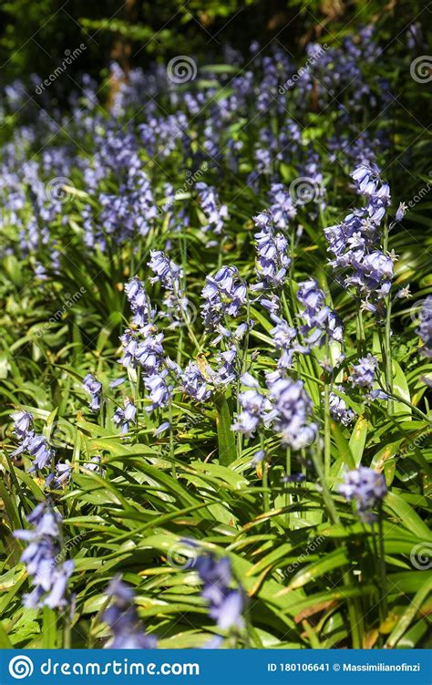 Bluebells Flowers In Springtime Stock Image Image Of Green Outdoor