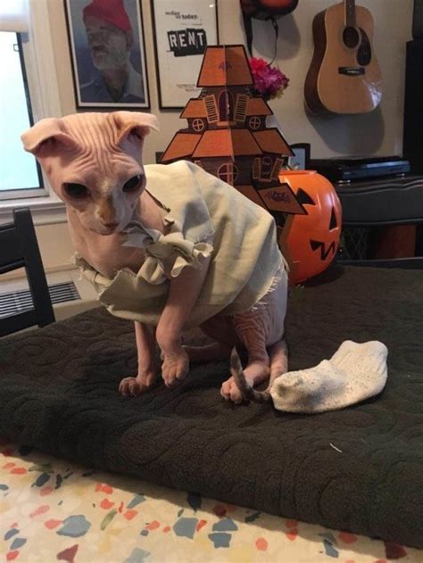 This Naked Cats Dobby Costume Is Purrfectly Magical Gallery