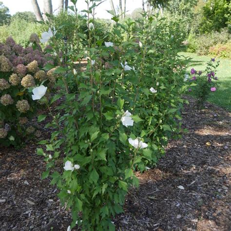 White Pillar® Rose Of Sharon Hibiscus Syriacus Proven Winners