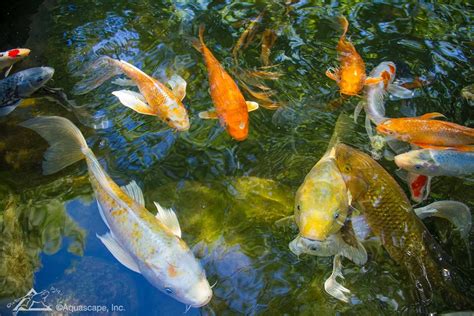 Tips For Healthy Koi And Pond Fish Koi Fish Care Aquascape