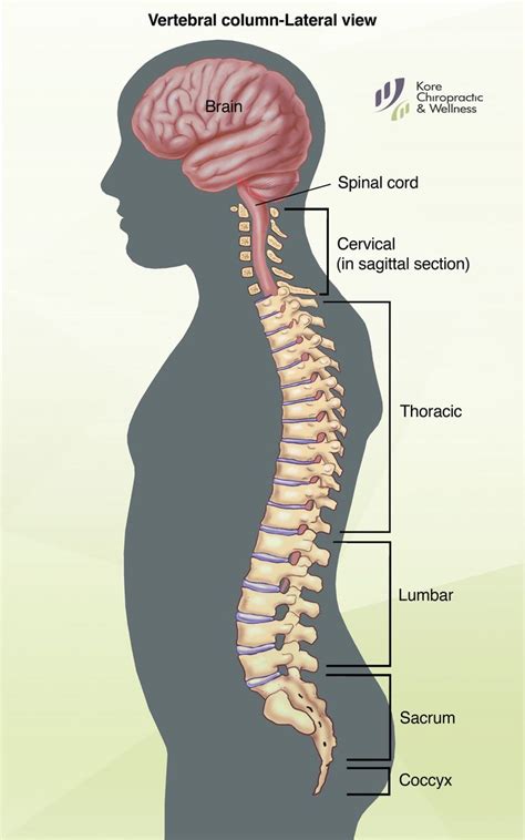 Draw The Diagram Of Backbone Spinal Cord Injury And How It Affects