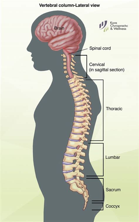 The phalanges are long, slender bones that form hinge joints between. The #spine is a very complex structure composed of 33 stacked #vertebra that function to protect ...