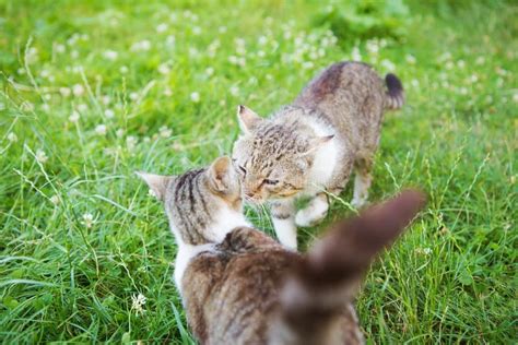 The Meeting Of Two Cats In The Entrance Stock Image Image Of Kitten