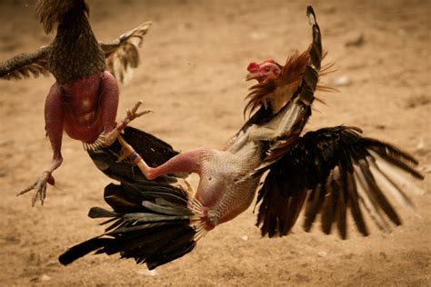 The Blood Sport Of Cockfighting