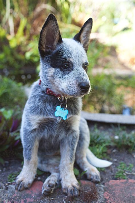 A Very Cute And Cheeky Blue Heeler Puppy In A Backyard By