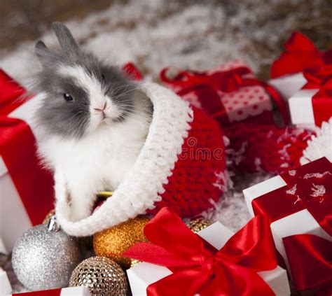 Little Bunnyfunny Rabbit On Christmas Background Stock Image Image