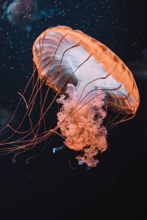 How Jellyfish Survive And Thrive Without A Brain Or Heart Earthlife