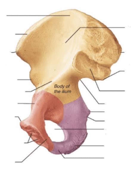 Right Hip Bone Medial View Part 2 Of 3 Diagram Quizlet