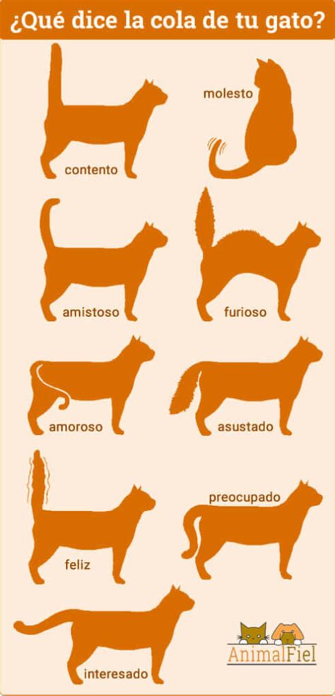 ¿entiendes El Lenguaje Corporal De Los Gatos Guía Visual Definitiva