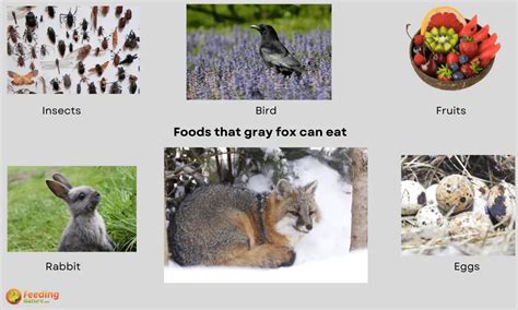 What Do Gray Foxes Eat 15 Favorite Foods Of Gray Foxes