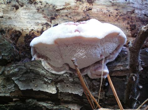 Official Texas Mushroom Hunting Thread 2014 Mushroom Hunting And