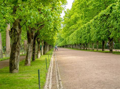 Green Alley With Trees Stock Image Image Of Outdoors 156747721