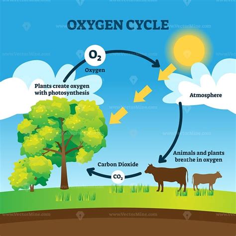 Oxygen Cycle Vector Illustration In 2020 Oxygen Earth Processes Cycle